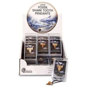 Fossil Large Shark Tooth Necklace